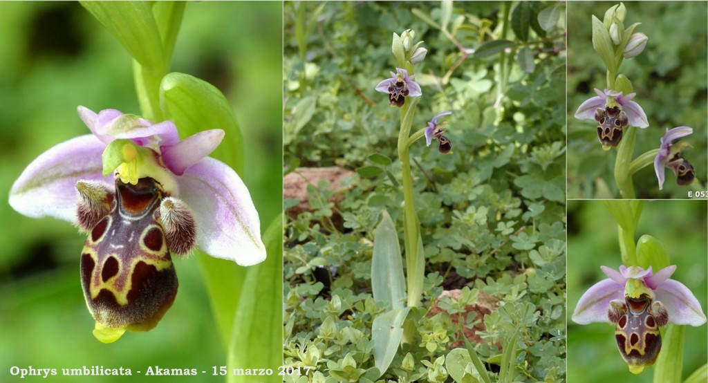 Cipro marzo 2017 : le orchidee di Venere.